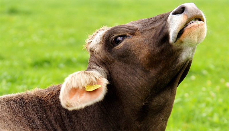 Unsere Stimme für die Tiere