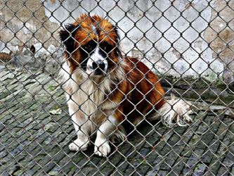 Warum ein Tier aus dem Tierschutz aufnehmen