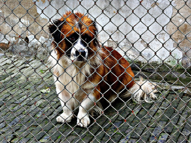 Warum ein Tier aus dem Tierschutz aufnehmen